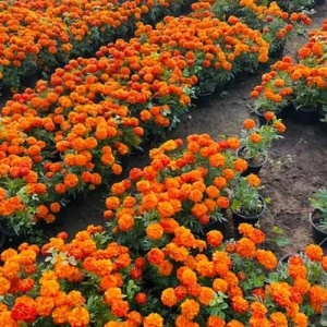 Cultură de Crăițe Africane portocalii Tagetes erecta