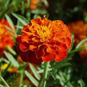 Craite Bolero - Aksamitka Rozpierzchla (1 g) seminte Tagetes patula nana, craite frantuzesti pitice, flori batute roscate cu pete aurii, Legutko