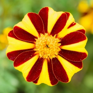 Craite Mr Majestic (0,3 g) seminte Tagetes patula nana, craite frantuzesti pitice, flori superbe vargate, galben-auriu cu roscat, Legutko