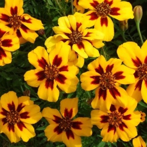 Craite Pascal (1 g) seminte Tagetes patula nana, craite frantuzesti pitice, flori tip anemona galbene cu accente ruginii, Legutko