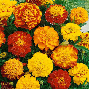 Craite pitice amestec (0,3 g), seminte planta ornamentala, diverse culori, Mefim Agro