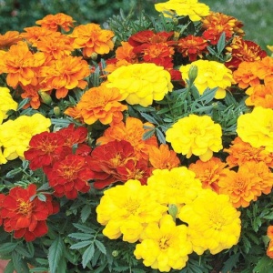 Craite pitice melanj (1 g), seminte planta ornamentala Tagetes patula nana, diverse culori, Prima Sementi - Img 2