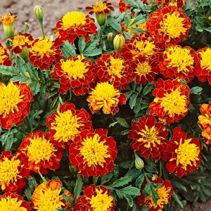 Craite pitice Petite Harmony (2 g) seminte Tagetes patula nana, craite bicolore, galben si caramiziu, Kertimag - Img 2