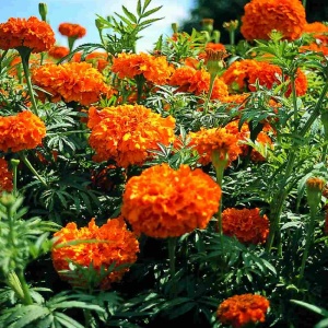 Craite pitice portocalii (0,5 g) seminte Tagetes erecta, Craite cu flori duble portocalii, Mefim Agro - Img 3