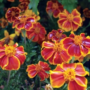 Craite Red Marietta (1 g) seminte Tagetes patula nana, craite frantuzesti pitice, flori catifelate caramizii cu margini galbene, Legutko - Img 3