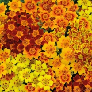 Craite Tagetes tenuifolia mix - Aksamitka Waskolistna (0,5 g) seminte craite fine cu parfum de citrice, galbene, portocalii, caramizii, Legutko