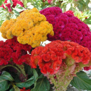 Creasta Cocosului batuta mix (0,7 g) seminte Celosia argentea cristata, flori bogate, culori aprinse, Opal