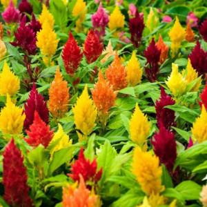 Creasta Cocosului plumosa mica mix (0,2 g), seminte plante ornamentale Celosia plumosa pitica, flori bogate, culori aprinse, Agrosem