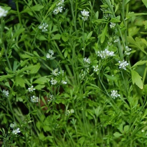 Creson de gradina (2 g) seminte planta aromatica Lepidium sativum, aroma fina, placuta, Kertimag - Img 2