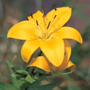 Crin Goldwing (1 bulb) bulbi crini flori mari galben intens-auriu, Agrosem