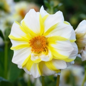 Dalie Fire and Ice Lemon (1 bulb) bulbi dalii cu flori mari superbe, alb cu galben-lemon, Agrosem