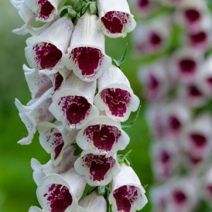 Degetel Elsie Kelsey (0,1 g) seminte Digitalis purpurea, flori clopotei albi cu pete rosii-rozalii, Legutko - Img 3
