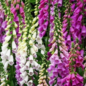 Degetel mix (0,25 g), seminte planta ornamentala Digitalis purpurea, flori clopotei colorati, Kertimag - Img 2