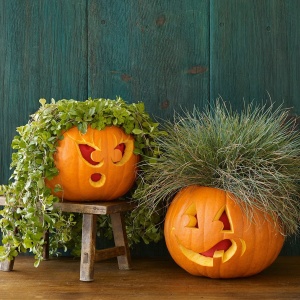 Dovleac Halloween Howden (2 g) seminte dovleac mare, portocaliu, coaja neteda, uniforma, perfect pentru sculptat, Prima Sementi - Img 6