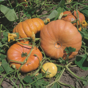 Dovleac Quintale Seme Giallo (7 g), seminte soi foarte mare, foarte dulce, Raci Sementi - Img 3