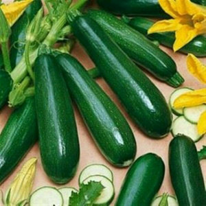Dovlecei Nero di Milano (4 g), seminte soi viguros dovlecel zucchini foarte gustos, Prima Sementi - Img 2