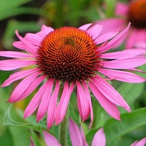 Echinacea Roz - Rudbekia purpurowa Jezowka (1 g) seminte planta medicinala perena Echinacea purpurea, flori mari roz, Legutko