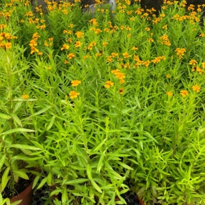 Estragon Rusesc - Tarhon (0,25 g) seminte planta aromatica perena Arthemisia dracunculus, foarte parfumat, Kertimag