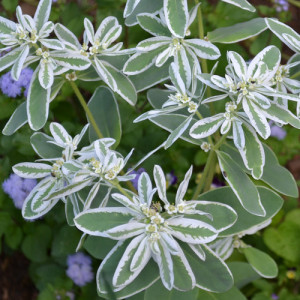 Euphorbia (0,3 g), seminte planta decorativa anuala Euphorbia marginata, frunze ornamentale, Agrosem