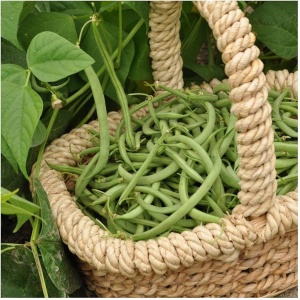 Fasole Contender (50 g) seminte fasole pitica verde fideluta, fara ate, foarte productiva, Agrosem - Img 2