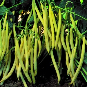 Fasole Eureka (80 g) seminte soi timpuriu, fasole pitica galbena cilindrica pentru boabe albe mari, extrem de productiva, Agrosem