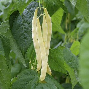 Fasole Tescana (50 g), seminte soi timpuriu, fasole urcatoare galbena lata, pastai lungi, Mefim Agro