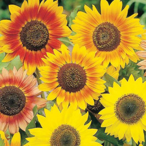 Floarea Soarelui amestec de culori (2 g), seminte planta ornamentala Helianthus annuus, flori mari, Kertimag - Img 3