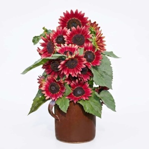 Floarea Soarelui pitica Pixie Cherry (2 g) seminte Helianthus annuus, flori superbe rosu-cires, Legutko