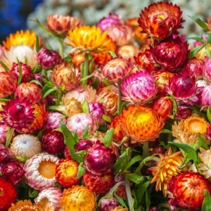 Flori de Paie amestec (1 g) seminte Helichrysum bracteatum, Imortele diverse culori, Kertimag