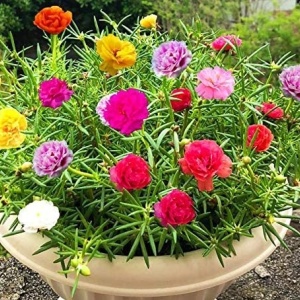 Flori de piatra batute amestec (0,5 g) seminte Portulaca grandiflora, flori duble culori stralucitoare, Kertimag - Img 3