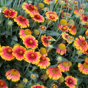 Fluturasi mix (1 g), seminte Gaillardia aristata, flori simple galbene, purpurii, bicolore, Kertimag - Img 4