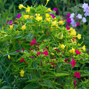 Frumoasa Noptii amestec (2,5 g), seminte planta ornamentala anuala Mirabilis jalapa, Barba Imparatului, Noptite, flori trompeta, parfumate, colorate, Nova Sem - Img 2
