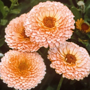 Galbenele Apricot Beauty (2 g) seminte Calendula officinalis cu flori mari, bogate, roz-portocalii, Legutko