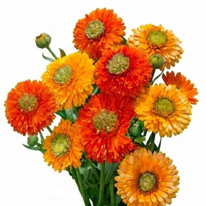 Galbenele Greenheart mix (2 g) seminte Calendula officinalis cu flori pastelate galben-crem, Legutko