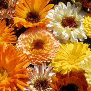 Galbenele medicinale amestec de culori (1 g), seminte Calendula officinalis, plante medicinale benefice pentru sanatate, Kertimag - Img 3
