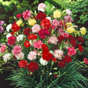 Garoafe anuale Chabaud amestec (0,25 g), seminte planta ornamentala Dianthus caryophyllus, flori mari mix de culori, Kertimag