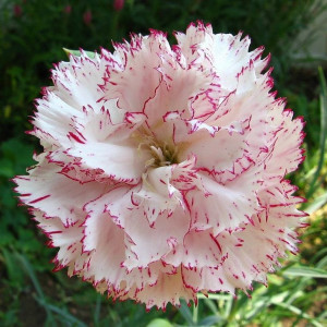 Garoafe Chabaud bicolore (0,1 g), seminte planta ornamentala Dianthus caryophyllus, flori mari, bicolore, Agrosem