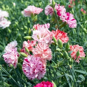 Garoafe Chabaud Szabo (0,2 g) seminte Dianthus caryophyllus cu flori parfumate mari, batute, bicolore, Legutko - Img 2