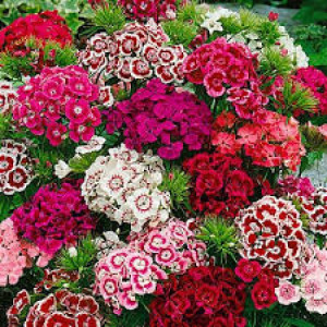 Garofite de Gradina mix (0,3 g), seminte planta ornamentala Dianthus barbatus, garofite turcesti combinatii de culori, Agrosem