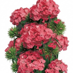Garofite Newport Pink (0,5 g) seminte Dianthus barbatus parfumate, Garofite turcesti roz-somon intens, Legutko