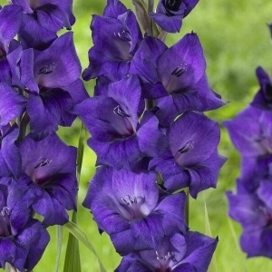 Gladiola Purple Flora (7 bulbi) bulbi gladiole flori mari catifelate violet inchis, una dintre cele mai frumoase varietati, Agrosem - Img 3