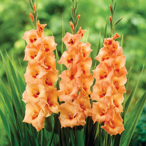 Gladiola Royal Class (7 bulbi), bulbi gladiole flori mari, petale gofrate portocalii, Agrosem - Img 2
