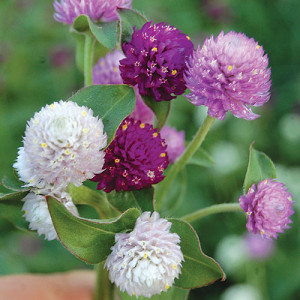 Gomfrena mix (0,1 g), seminte planta ornamentala anuala Gomphrena globosa, flori globulare, colorate, pentru uscat, Agrosem