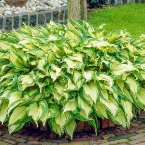 Hosta green & yellow (1 bulb) bulbi Hosta cu frunze bicolore verde cu galben, flori delicate, Agrosem - Img 4