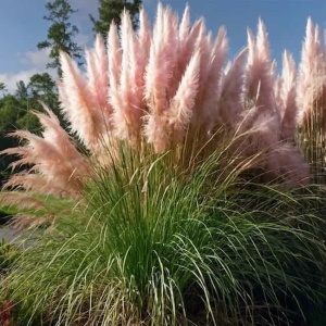 Prim plan cu tufă de Iarbă de Pampas pink