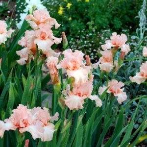 Iris germanica Pink (1 bulb) Iris cu flori pastelate roz, petale ondulate, Kertimag - Img 3