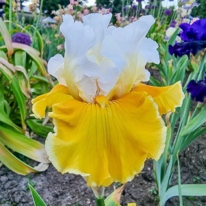 Iris germanica White-Yellow (1 bulb) Iris cu flori bicolore luminoase, alb cu galben, Kertimag - Img 3
