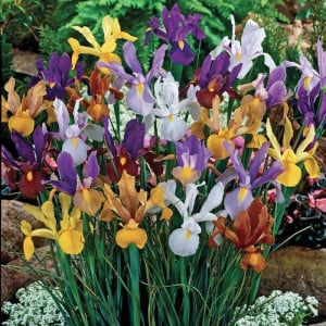 Iris Hollandica mixed (10 bulbi), bulbi iris olandez, stanjenei flori mari, divers colorate, Agrosem - Img 3