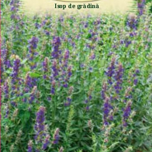 Isop de gradina (0,2 g), seminte planta aromatica medicinala perena Hyssopus officinalis, frunze bogate in uleiuri eterice, Agrosem - Img 2