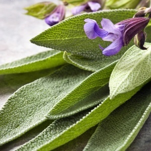 Jales de Gradina - Salvie (1 g) seminte planta medicinala si aromatica perena Salvia officinalis, Kertimag